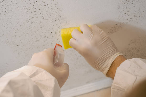 Best Commercial Mold Inspection  in Laurel, FL