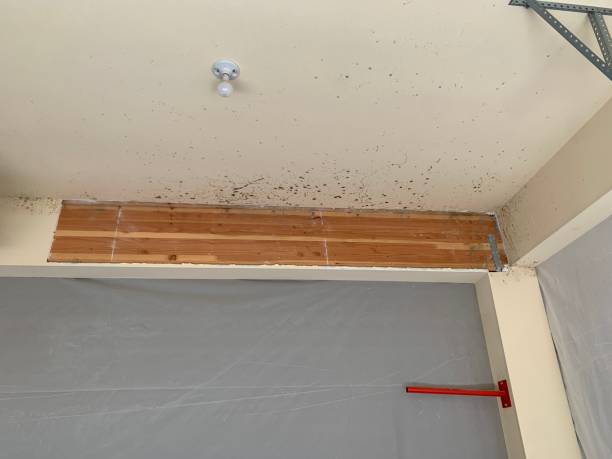 Mold Removal for HVAC Installations in Laurel, FL