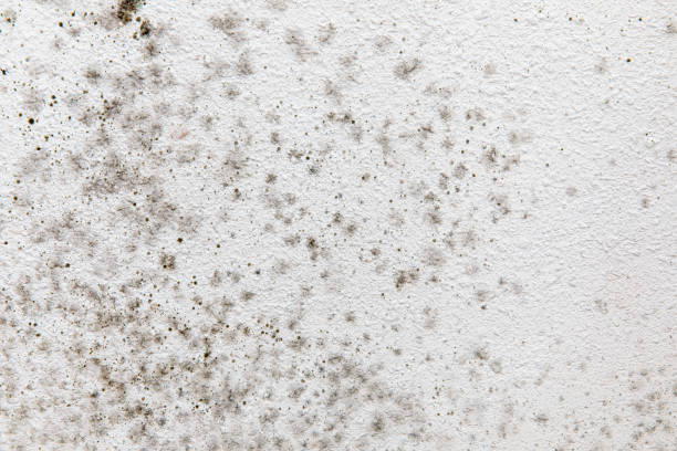 Best Dehumidification Services  in Laurel, FL