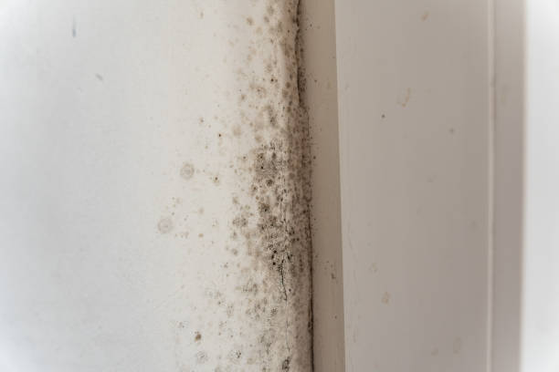 Best Real Estate Mold Inspection  in Laurel, FL