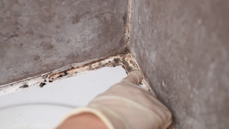 Best Biohazard Mold Removal  in Laurel, FL